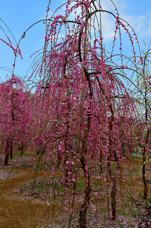 日本Soga Plum Grove的粉白梅花盛开